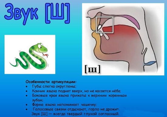 Постановка звука "Ш" ребенку поэтапно. Логопедические занятия, видео уроки, упражнения с картинками. Артикуляционная гимнастика