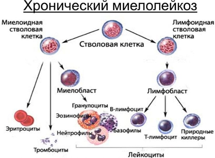 Повышенные тромбоциты у ребенка в крови. Норма, причины отклонений, что делать