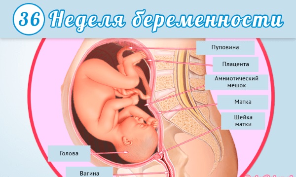 Предвестники родов у первородящих. Как начинаются, сколько длятся, когда ехать в роддом. Симптомы и признаки в конце беременности