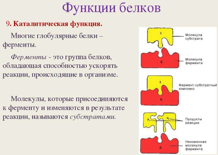 Продукты богатые белком. Таблица для похудения, тренировок, набора веса, вегетарианцев, беременных, кормящих мам