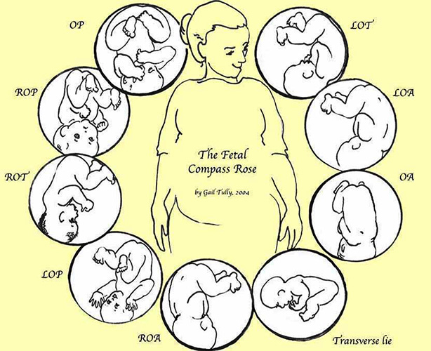 Расположение ребенка в животе по неделям беременности