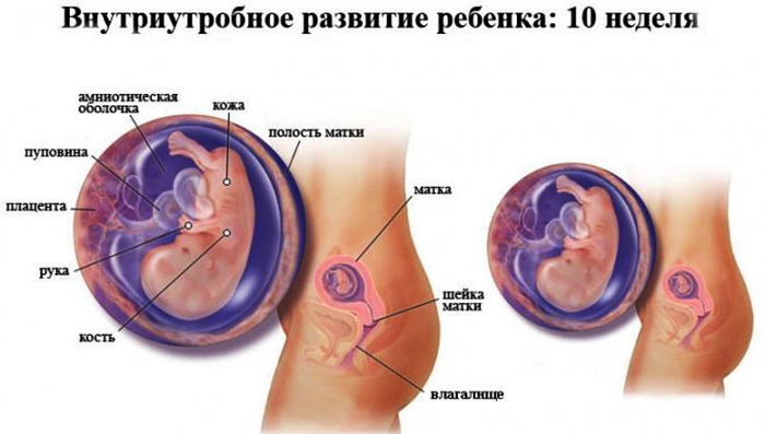 Расположение ребенка в животе по неделям беременности