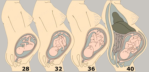 Расположение ребенка в животе по неделям беременности