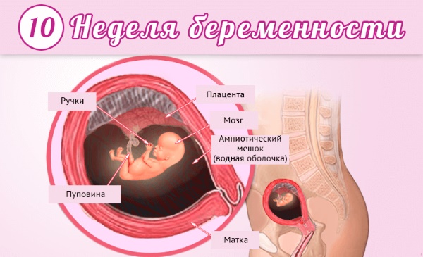Размер плодного яйца по неделям беременности. Таблица от зачатия