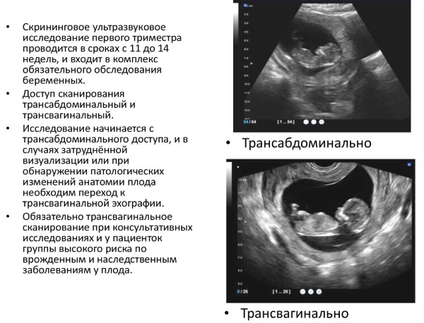 Размер плодного яйца по неделям беременности. Таблица от зачатия