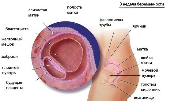 Размер плодного яйца по неделям беременности. Таблица от зачатия