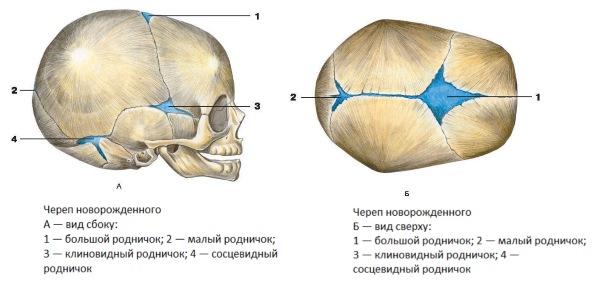 Родничок у новорожденных: когда зарастает - нормы. Где находится, как выглядит, форма. Что означает маленький, большой, если пульсирует