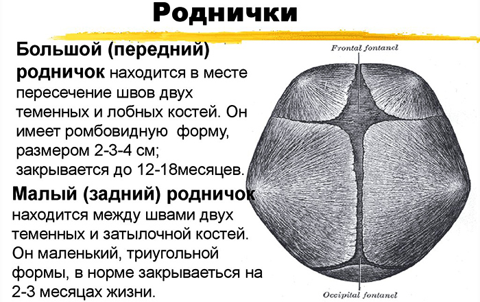 Родничок у ребенка большой, маленький. Когда закрывается, возраст, почему впалый, выпуклый, пульсирует