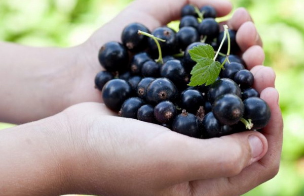 Розовая моча у ребенка 2-3-4-5 лет. Причины