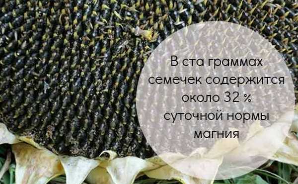 Семечки кормящей маме при грудном вскармливании можно ли?