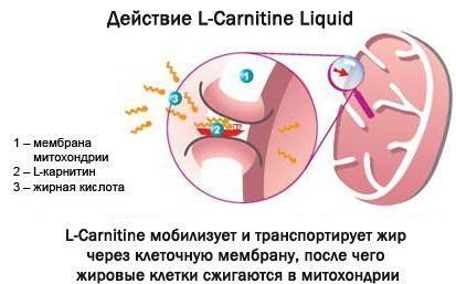 Semper (Семпер) питание детское для новорожденных. Ассортимент, виды смеси, состав, цена