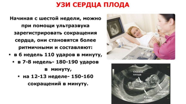 Сердцебиение плода по неделям. Нормы у мальчиков, девочек, на какой неделе слышно