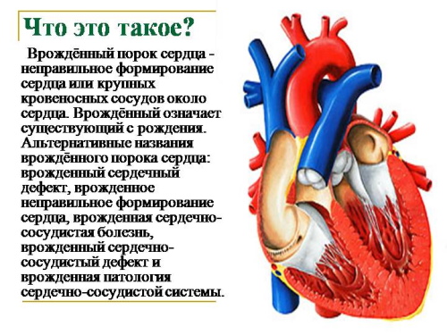 Сердцебиение плода по неделям. Нормы у мальчиков, девочек, на какой неделе слышно