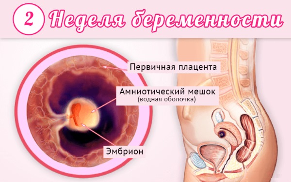 Шевеление плода при беременности. Когда начинается, нормы по неделям, как распознать, правильно считать, ощущения