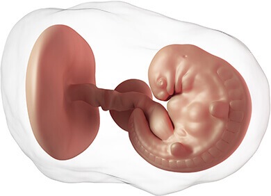 Шевеление плода при беременности. Когда начинается, нормы по неделям, как распознать, правильно считать, ощущения