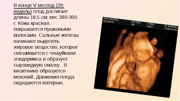 Шевеление плода при беременности. Когда начинается, нормы по неделям, как распознать, правильно считать, ощущения
