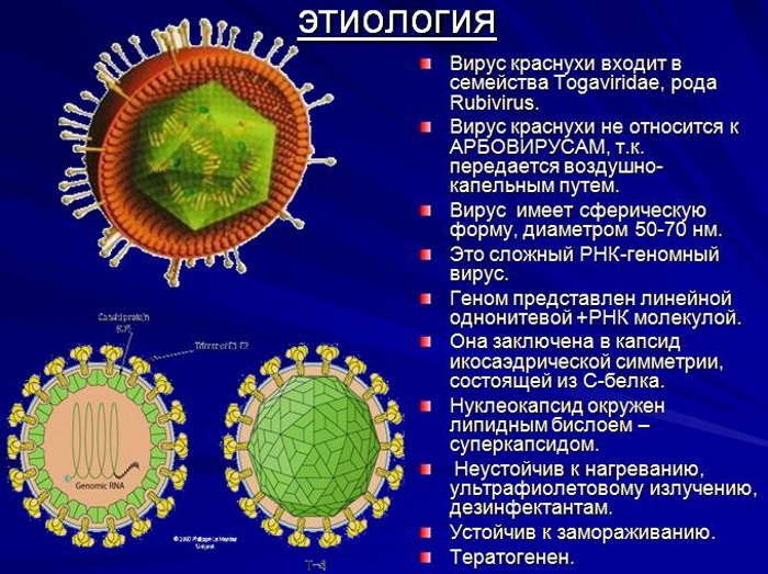 Симптомы краснухи у детей. Фото от начальной стадии до конечной, чем лечить
