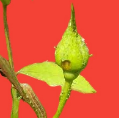 Социально-коммуникативное развитие в младшей группе. Картотека по ФГОС