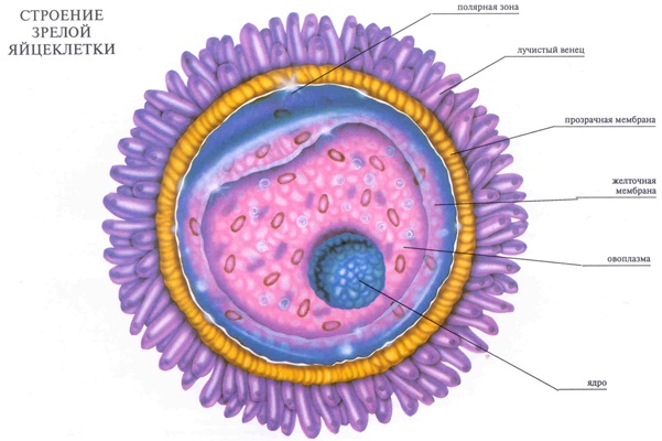 Можно ли забеременеть во время месячных, после, перед, в последний, первый, 2, 3 день, за неделю до. Как рассчитать вероятность