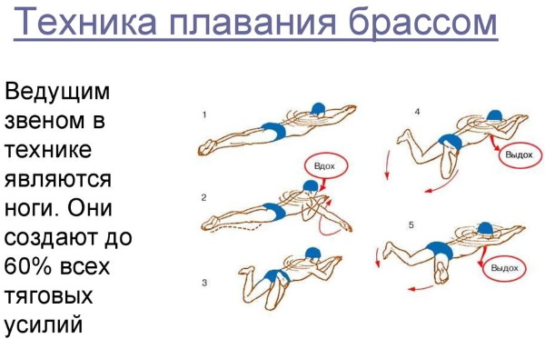 Стиль Брасс в плавании. Фото, техника выполнения детям