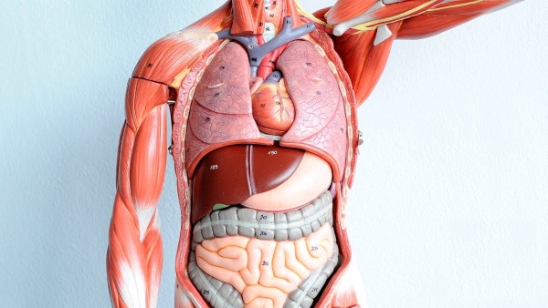 Анатомия человека для детей: строение скелета, внутренние органы, кости у женщин и мужчин