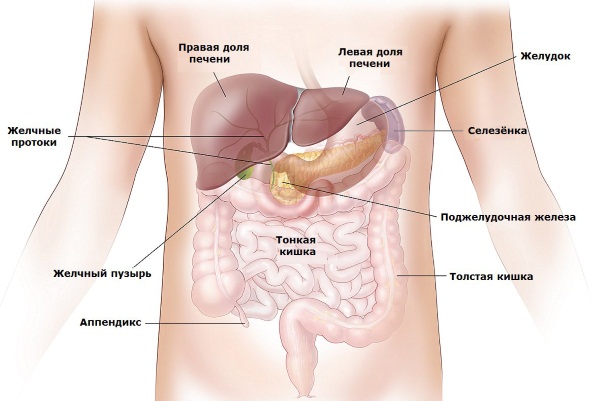 Анатомия человека для детей: строение скелета, внутренние органы, кости у женщин и мужчин
