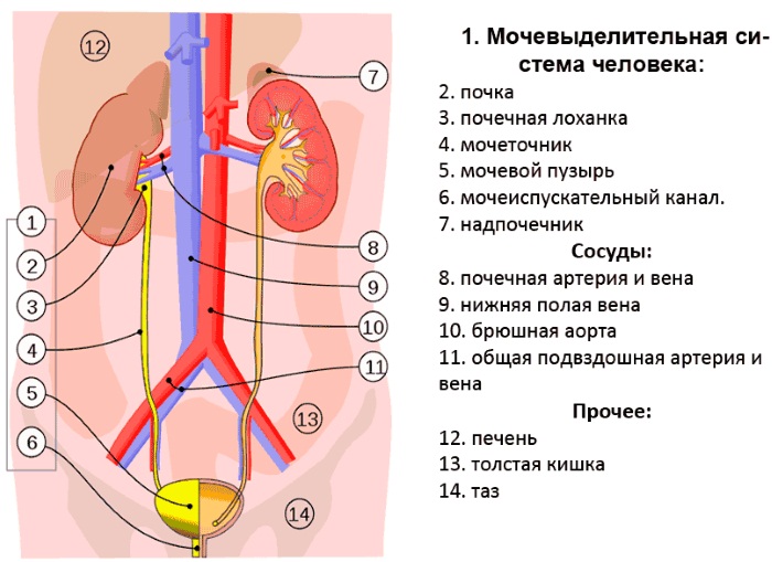 Анатомия человека для детей: строение скелета, внутренние органы, кости у женщин и мужчин