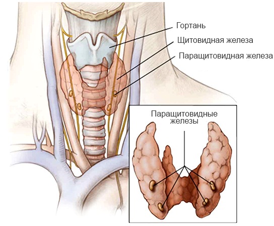 Анатомия человека для детей: строение скелета, внутренние органы, кости у женщин и мужчин