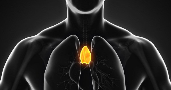 Анатомия человека для детей: строение скелета, внутренние органы, кости у женщин и мужчин