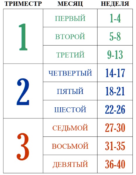 Триместры беременности по неделям и месяцам. Таблица развития плода, живота