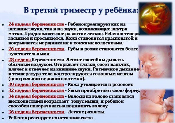Триместры беременности по неделям и месяцам. Таблица развития плода, живота