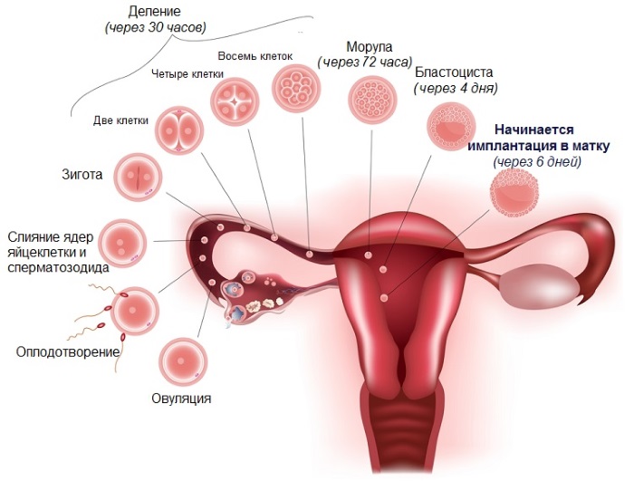 Тянет живот на ранних сроках беременности, как при месячных, до задержки, ноет в пояснице, с выделениями и без. Что делать?