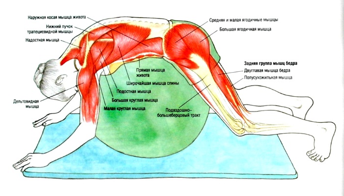Упражнения с гимнастическим мячом для спины, похудения, при грыже позвоночника. Как выбрать диаметр, по размеру, росту