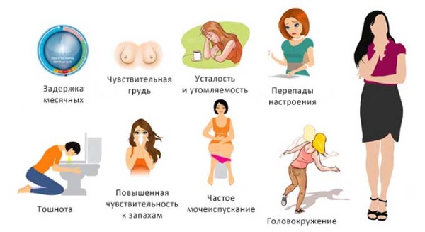 Недели беременности по месяцам, триместрам. Развитие плода, этапы