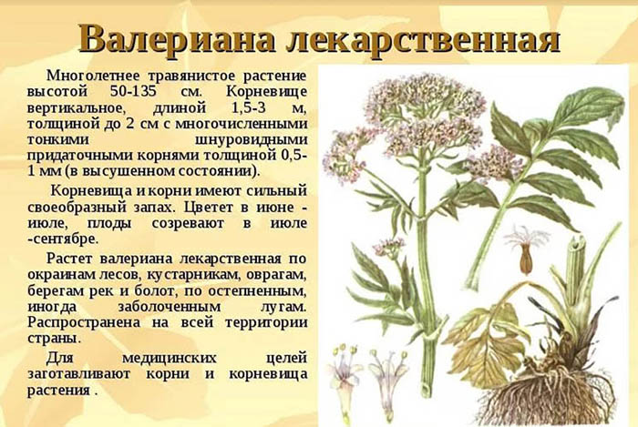 Валерьянка при грудном вскармливании можно ли?