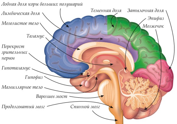 Анатомия внутренних органов человека для детей. Фото, картинки, схемы расположения