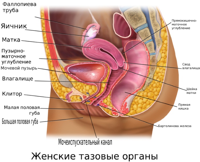 Анатомия внутренних органов человека для детей. Фото, картинки, схемы расположения