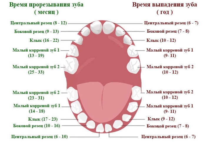 Возрастные особенности детей раннего дошкольного, школьного возраста, психологические, физиологические, индивидуальные, восприятие пространства