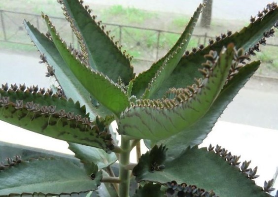 Закупорка слезного канала у новорожденных. Симптомы непроходимости, массаж, народные средства, лечение лазером, операция