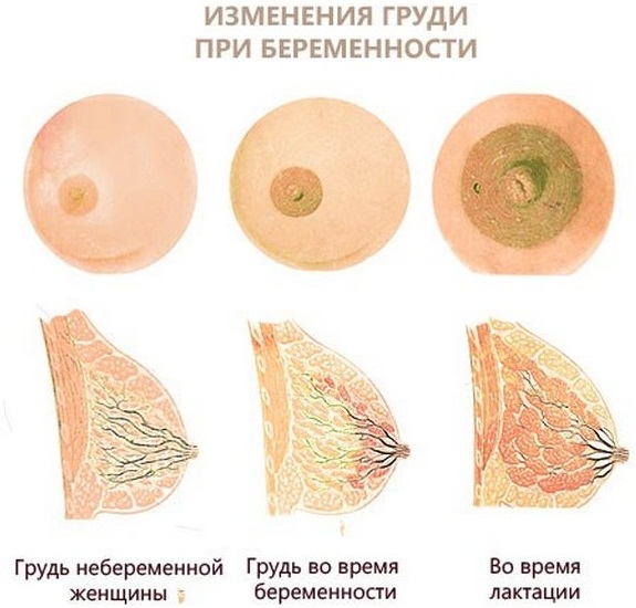 6 акушерская неделя беременности. Что происходит с малышом и мамой, признаки и ощущения, фото плода
